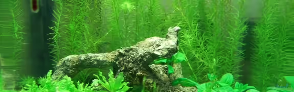 Nanobecken von Dan1984