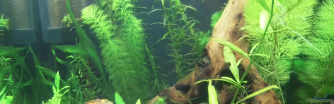 Nanobecken von Garneli