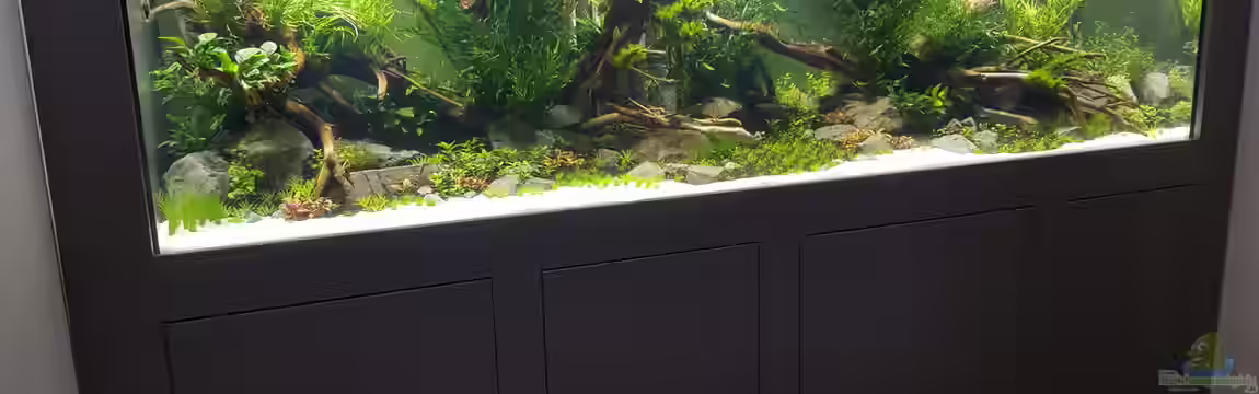 Naturaquarium Aquascape von Sven Oelze