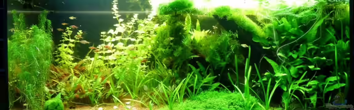 Naturaquarium von gcs