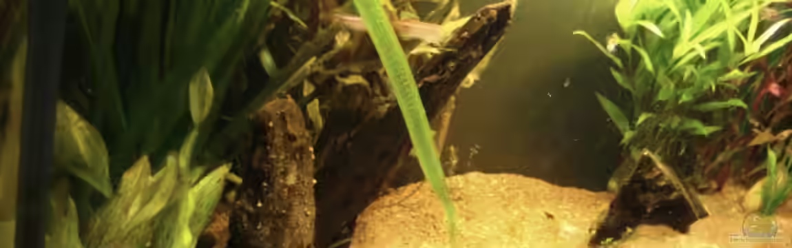 Naturbecken von swoosh