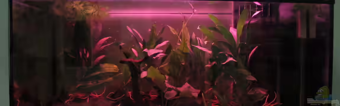 Naturbiotop Thailand von Thomas Ihle