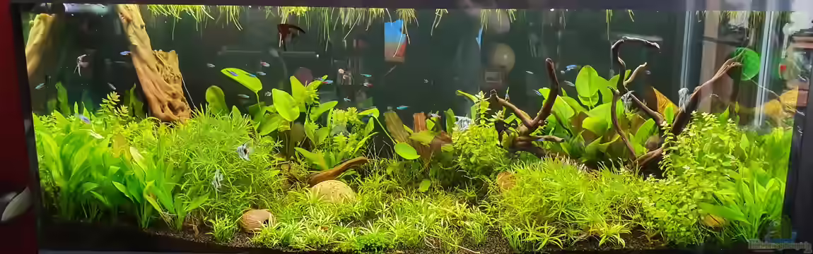 NATURE 2019 von Ronny Jacob