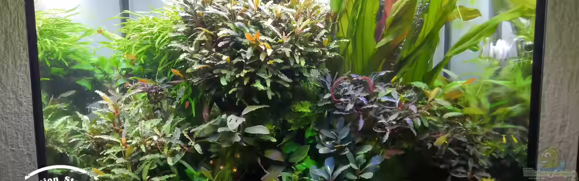 Naturscape von Aquaritch