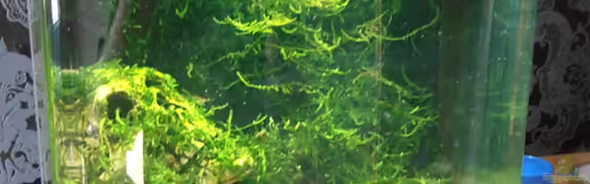 Neocaridina heteropoda (25l) von RaykoM