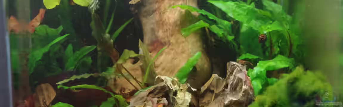 Neocaridina-Paradies von Herr H.