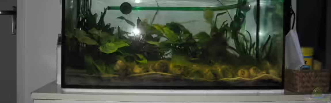 Neolamprologus multifasciatus von Jenny