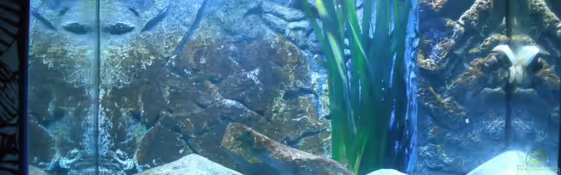 Neolamprologus multifasciatus von Vision