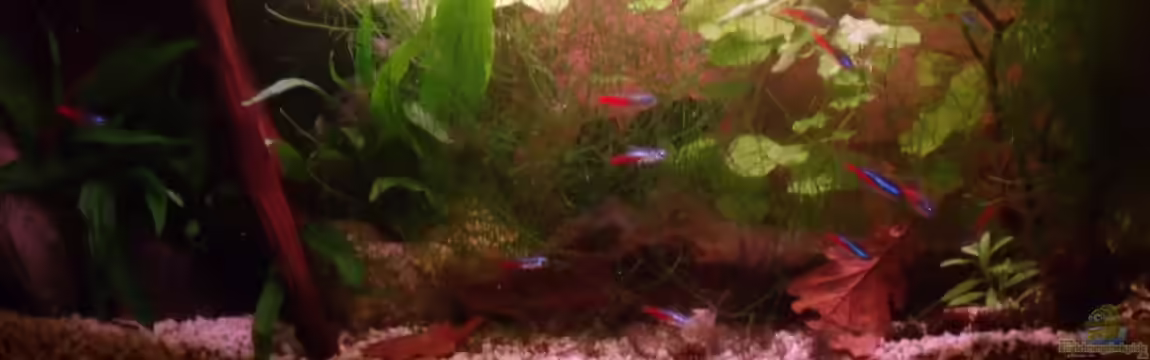 Neon`s allein Zuhaus von Adi