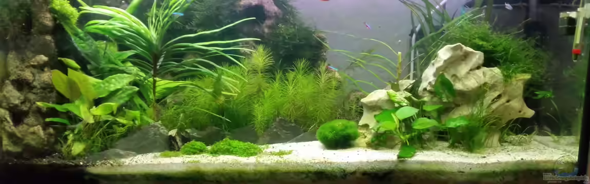 Neuanfang von goldfisch83