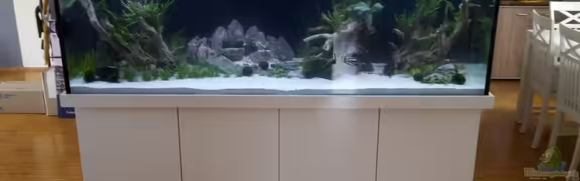 Neues Becken von Diskusfan2000