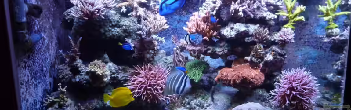 Neues Becken von Madlen Gajda