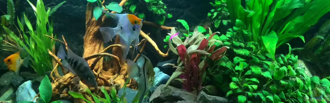 Neues Design von X-Rayminator