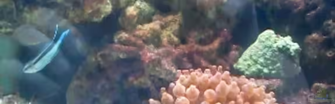 neues nano von Lennox