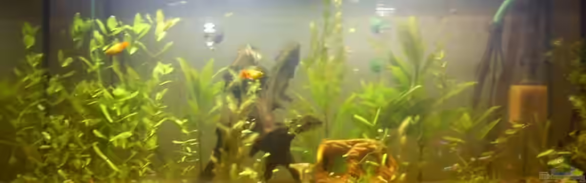 New World Gesellschaftsbecken von Guppyfan