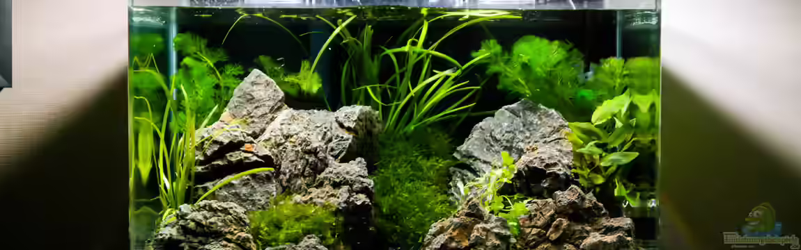 Nickys 50 Liter Scaper´s Tank von DatNicky