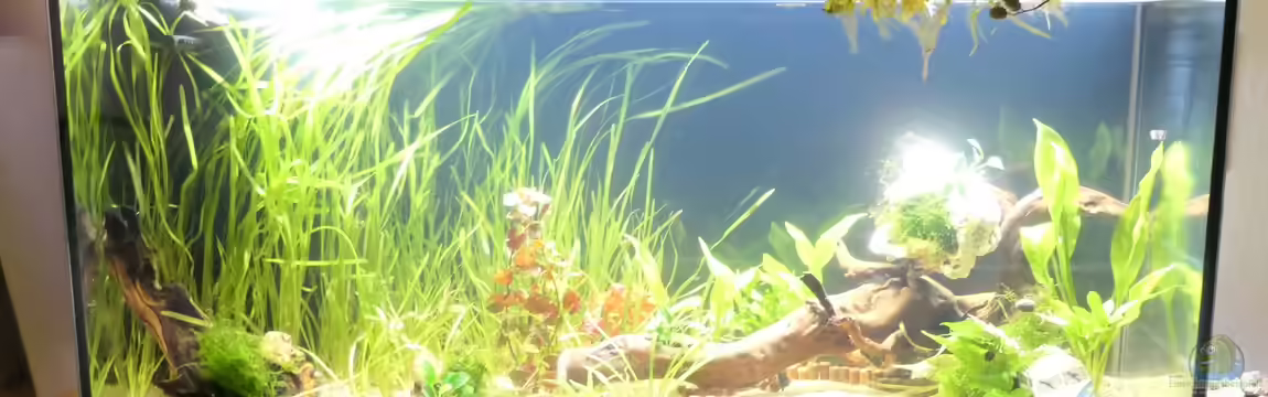 Niephauser Bachtal von Hamstermaus