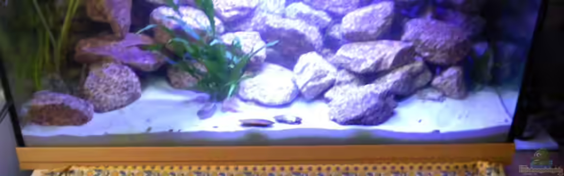 Nkatha Bay von Shart