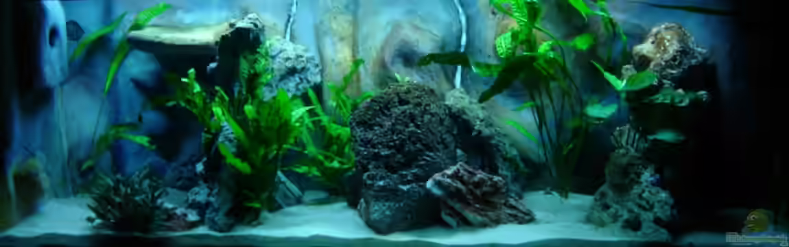 Non-Mbuna/Utaka Becken von ertzuio