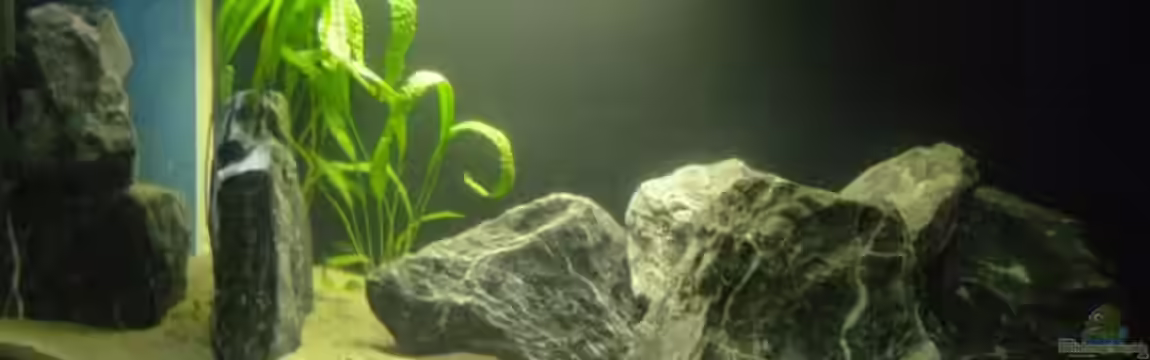 Non Mbunas Rocks von Carsten Peters