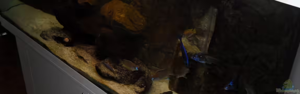 NonMbuna-Style (aufgelöst) von Dr. Manhattan