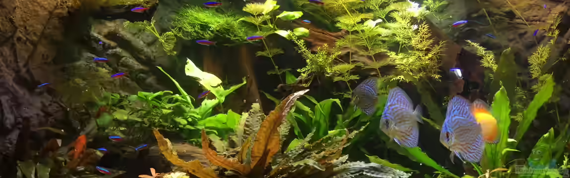 Nordisch by Nature von Diedelsen