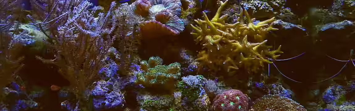 Nudelwasser von Helmut Kreutmayer