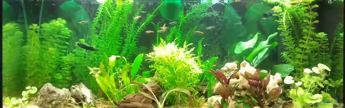 Nummer 5 lebt! von cypher2020