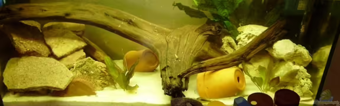 Nur noch als Beispiel |Krebse von Andre@