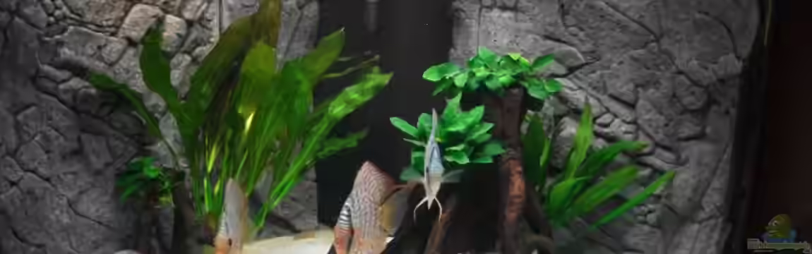 Nur noch als Beispiel Diskusbecken Deltaform von Romer