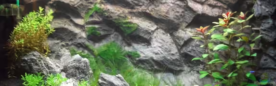 !Nur noch als Beispiel! Fels-/ Uferbiotop von Romer