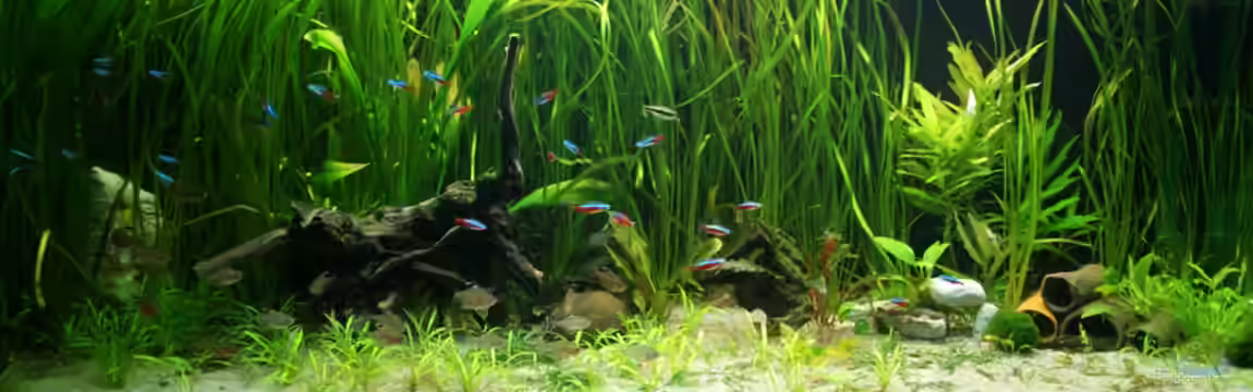 (nur noch Beispiel) wird umgebaut von Frank Wollenburg