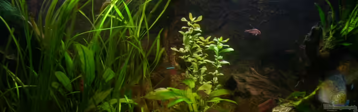 Oasis of Silence (Aufgelöst) von @quarium Cologne