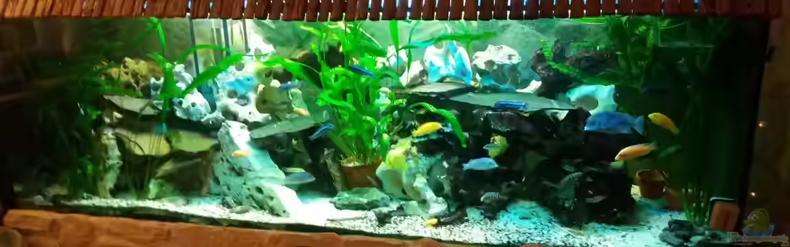 Old school Becken von Angelo Nardello