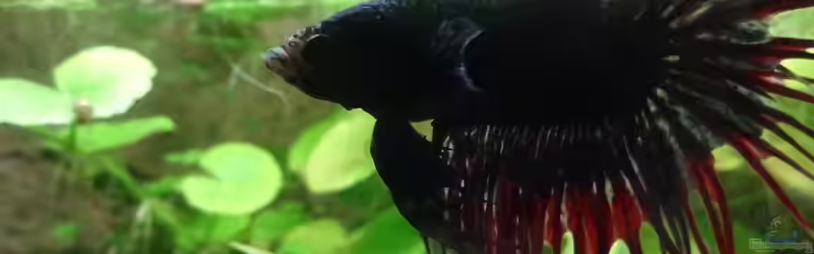 Oogie Boogie's Paradies von Große-Blubbel-Kleine-Blubbel