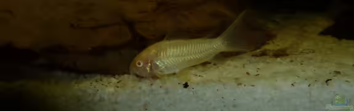 Orinoco Flow von Sebastian K.