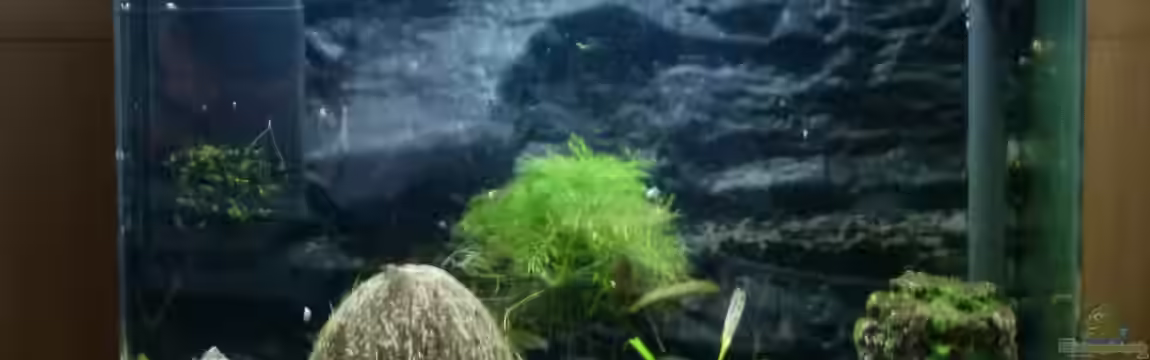 Oryzias-Becken 39l von Goldfischfan