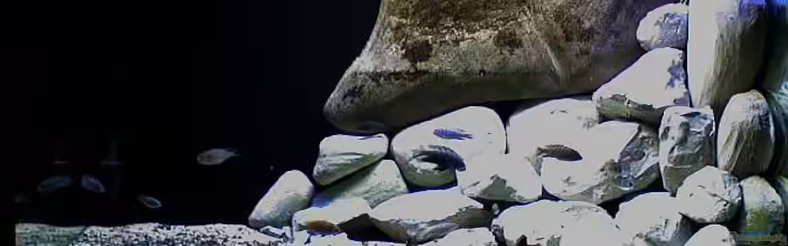 Ostafrika/Felslitoral von mbunafreund