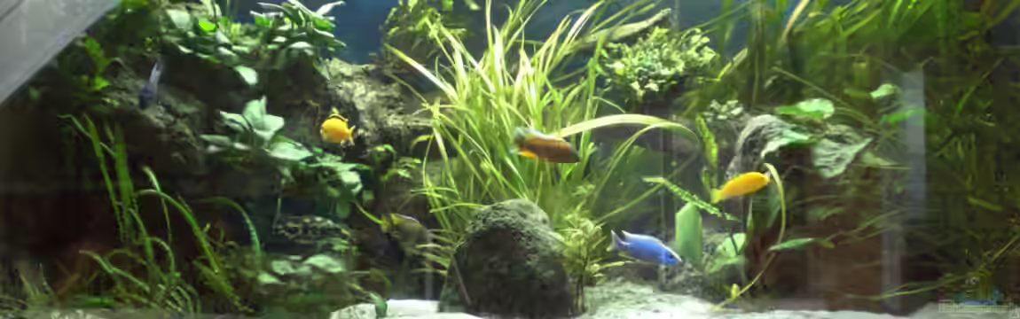 Ostafrikanisches Becken von Robin