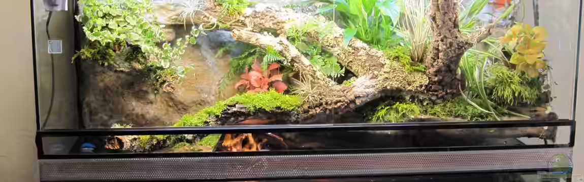 Paludarium von Wasserfloh*1