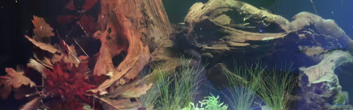 Panaqolus Heaven von maxheadroom