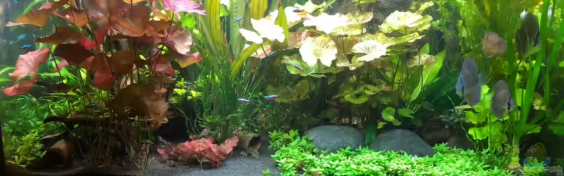 Panda/Diskus World von Holsch805