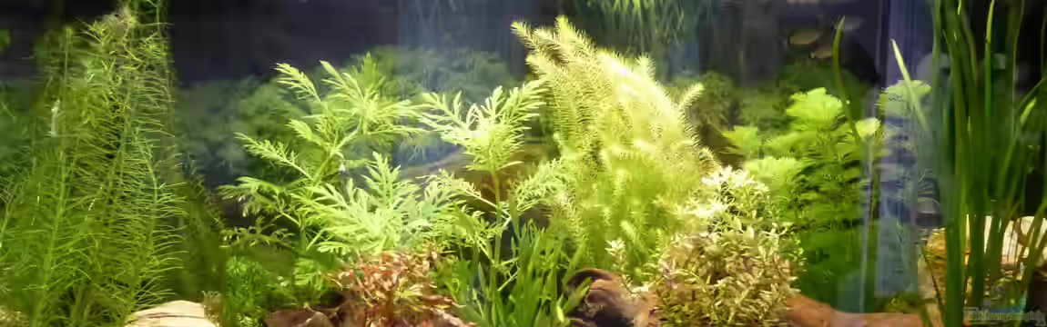 Papa's Erbe von TimNRW