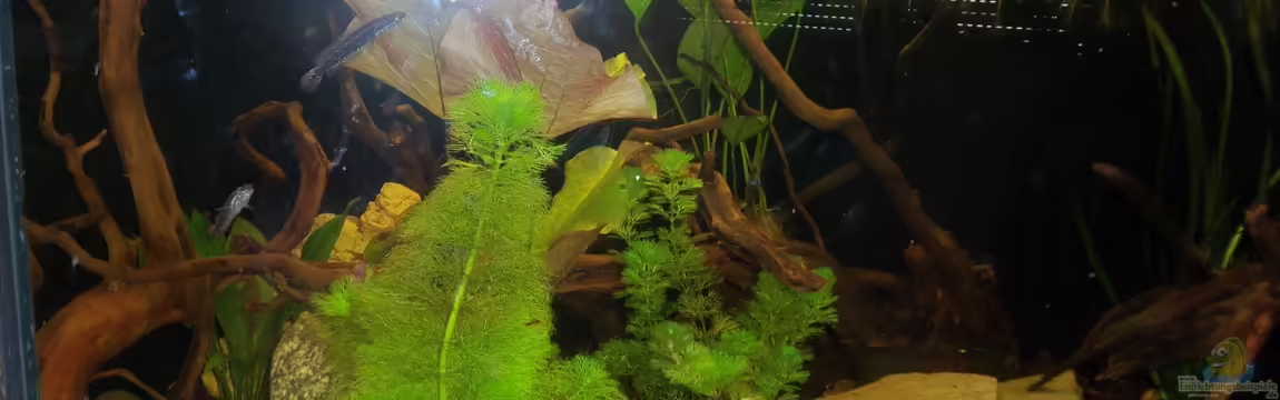 Parachanna obscura Artenbecken von Snakehead