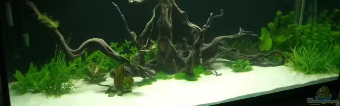 Parafreie 540L von Ramses