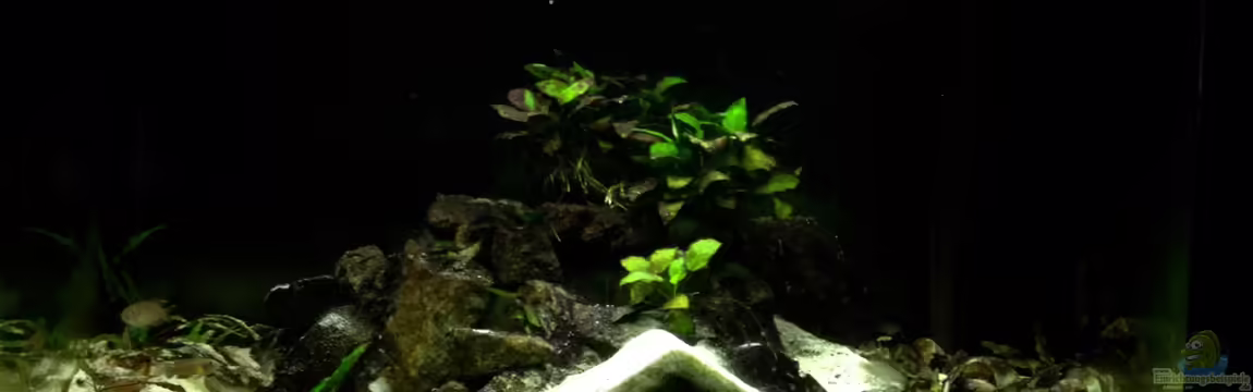 Paul´s Tanganjika Aquarium von Paul Hellberg