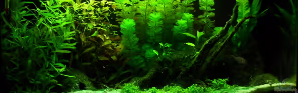 Pelvicachromis Pulcher Artbecken von lupo2001