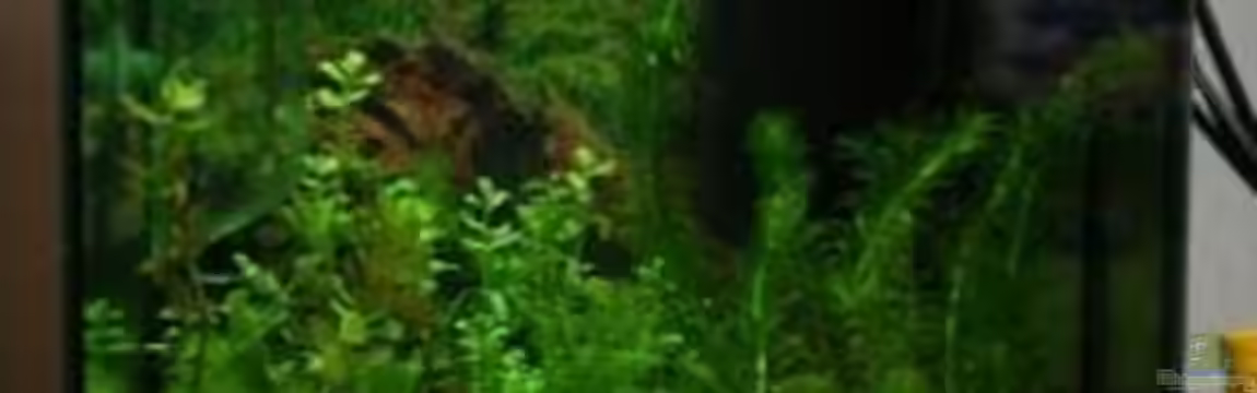 Perlhühnchen existiert nicht mehr von Malawi