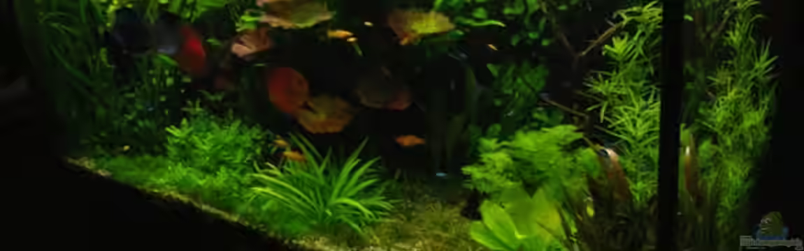 Pflanzen Diskus von condor