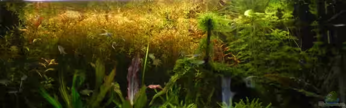 Pflanzendickischt von CPeters